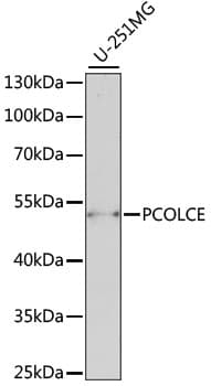 PCOLCE Antibody