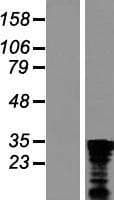 CHTOP / FOP Protein (Over-Expression Lysate Myc-DDK (Flag))