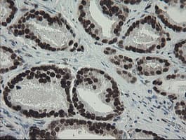 TLE1 / TLE 1 Antibody (aa180-460, clone OTI1F5)