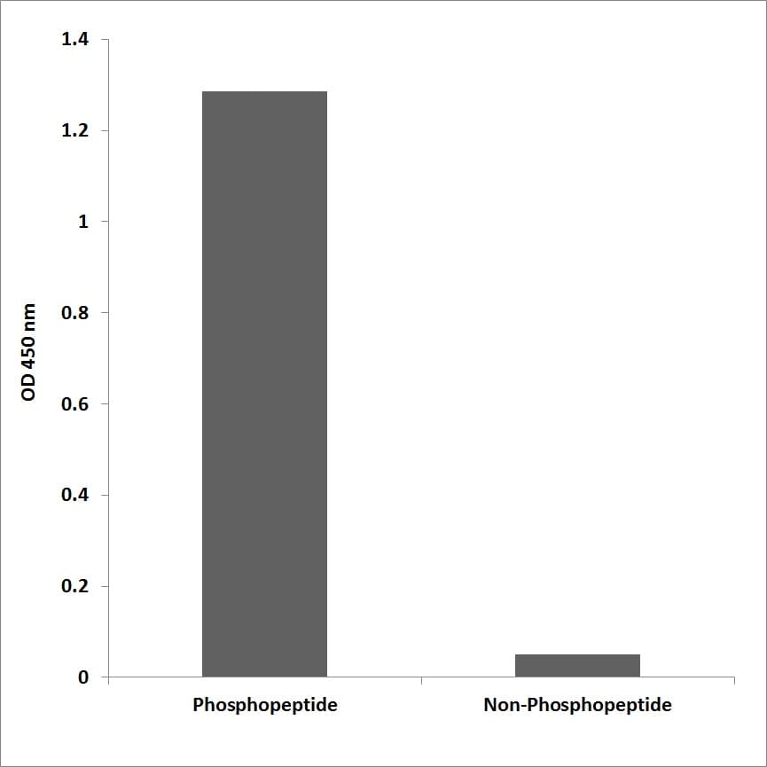 PRAGMIN / SGK223 Antibody (phospho-Tyr413)