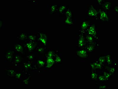 HIST1H2AI Antibody