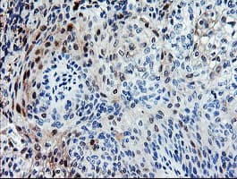 SENP2 Antibody (clone OTI5E1)