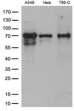 ZKSCAN1 / ZNF36 Antibody (clone OTI1E4)