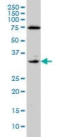 Monoclonal Mouse anti-Human F3 / CD142 / Tissue factor Antibody (clone 4G4, WB)