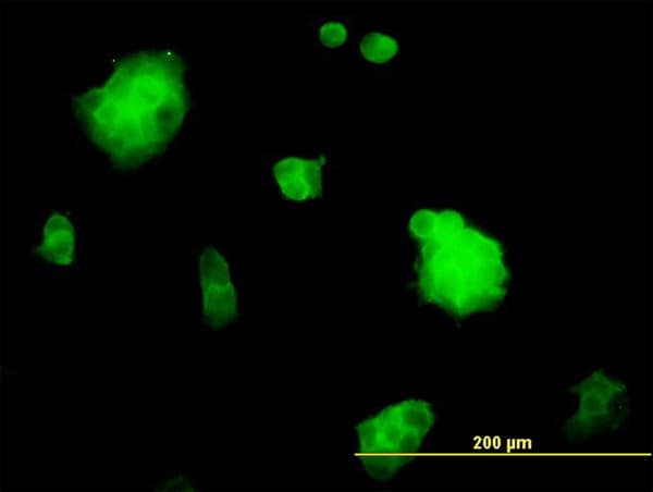 SSH3 Antibody (clone 6F9)
