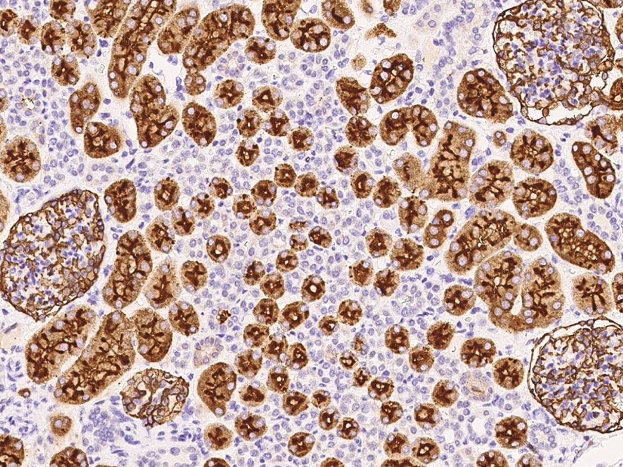 MME / CD10 Antibody (aa52-750, Preservative Free)