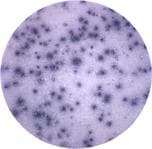 IL4 Antibody (clone 11B11)