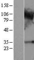 C4orf19 Protein (Over-Expression Lysate Myc-DDK (Flag))