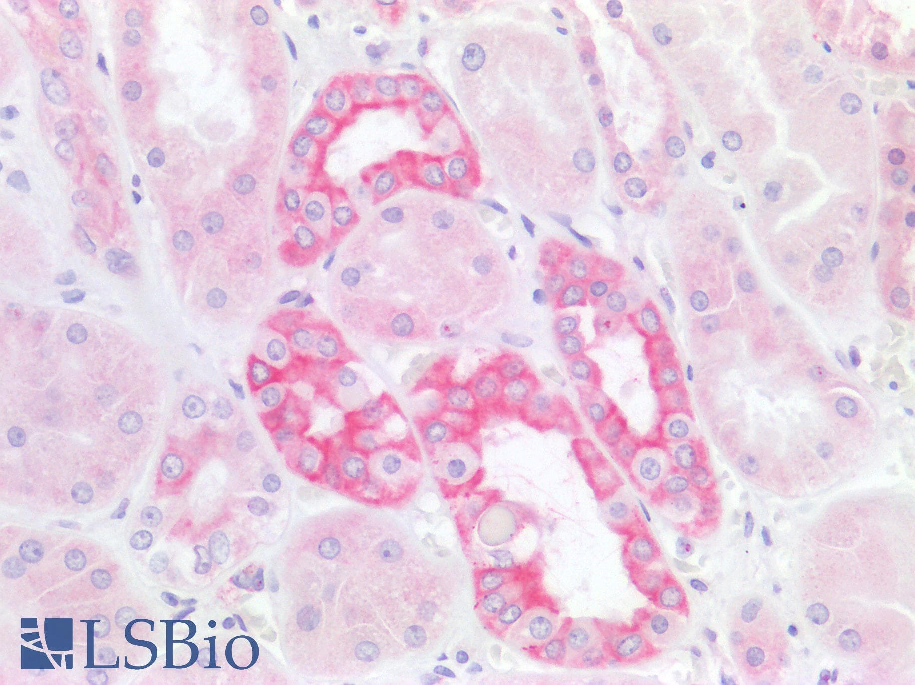 PathPlus™ TJP1 / ZO-1 Antibody (C-Terminus)