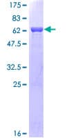 Human COPS5 / JAB1 Protein (Recombinant GST)