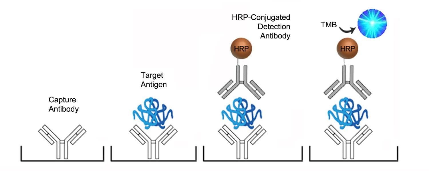 Human IFNA / Interferon Alpha ELISA Kit (Sandwich ELISA)