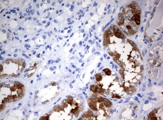 BBOX1 / BBOX Antibody (clone UMAB119, Carrier-free)