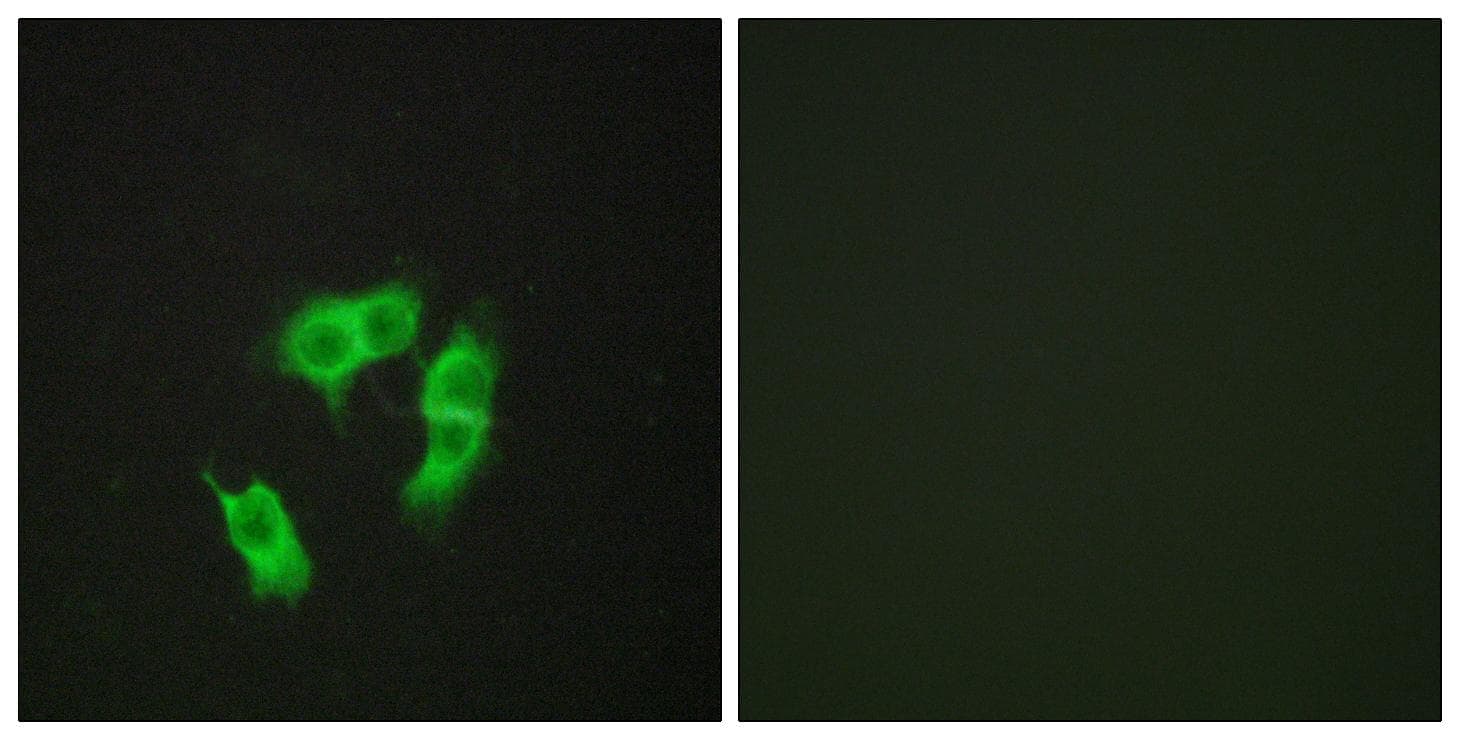 ARMCX3 Antibody