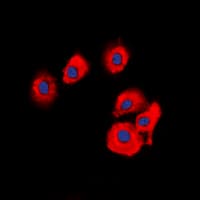 OLFML2B Antibody (Internal)