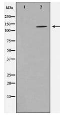 HDAC5 Antibody