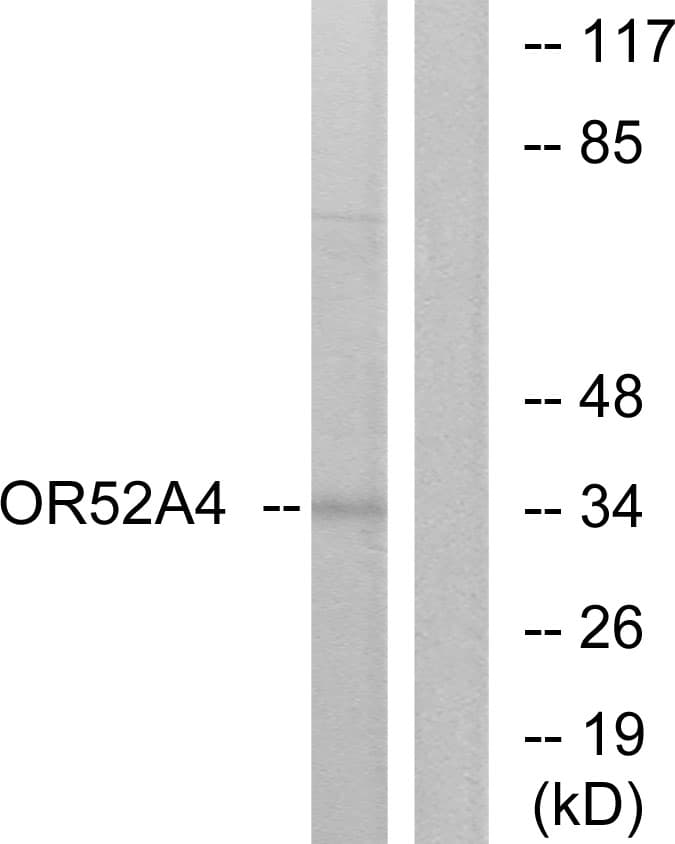 Polyclonal Rabbit anti-Human OR52A4 Antibody (WB)