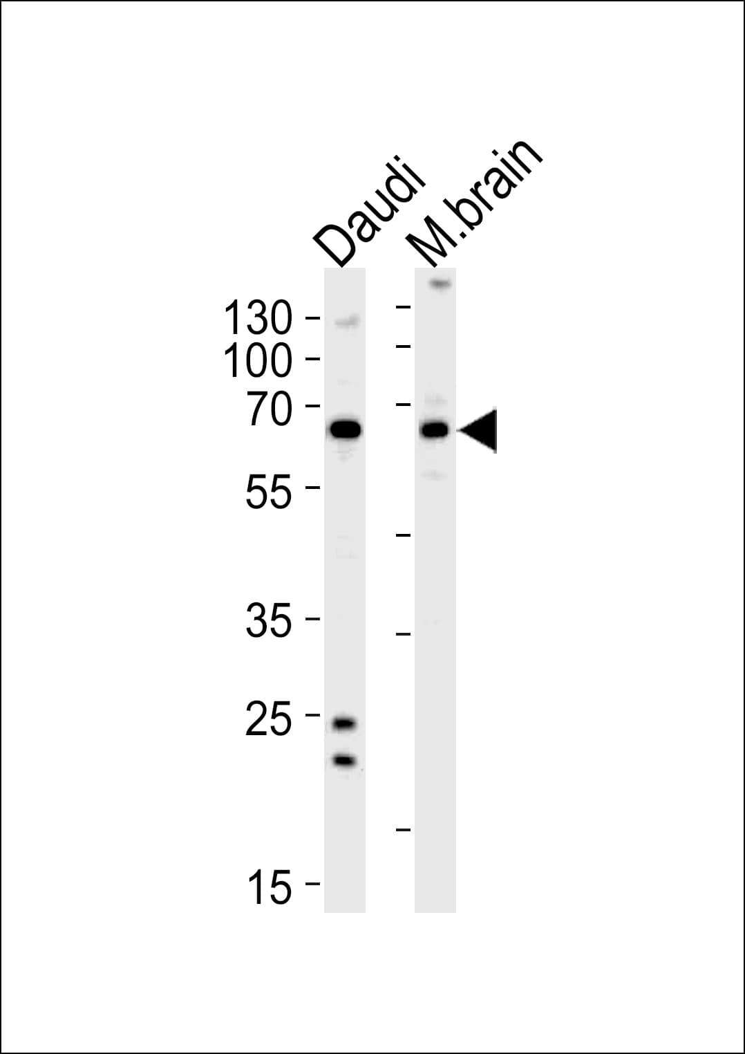 PACSIN2 Antibody (aa342-371)