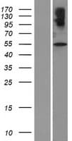 SLC32A1 / VGAT Protein (Over-Expression Lysate Myc-DDK (Flag))