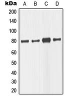 IHC-plus™ MAPT / Tau Antibody (C-Terminus)