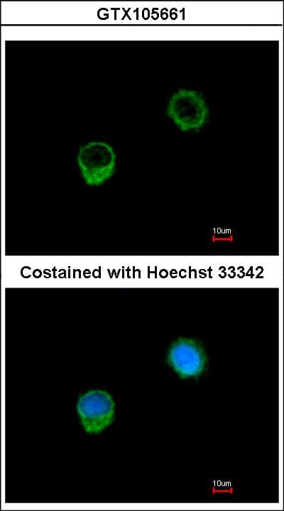 IHC-plus™ BCL2L1 / BCL-XL Antibody (aa1-208)