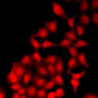 UBE1L2 / UBE1L2 Antibody