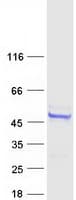 Human ARMC6 Protein (Recombinant Myc-DDK (Flag))