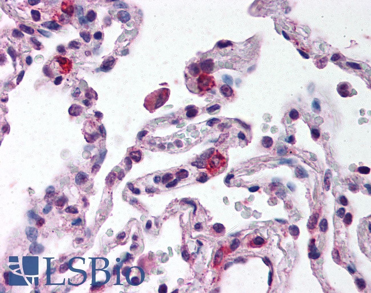 TLR9 Antibody