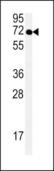 SPATA13 Antibody (aa204-232)