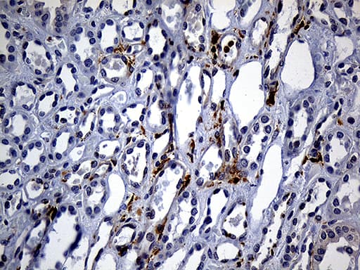 Monoclonal Mouse anti-Human SH3BP1 Antibody (clone OTI3G1, Carrier-free, IHC, WB)