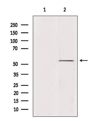 UBQLN4 Antibody