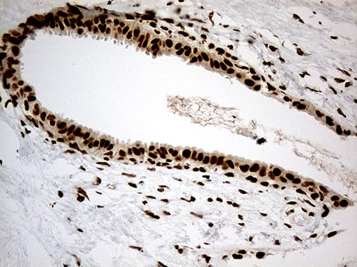 Monoclonal Mouse anti-Human DDX50 Antibody (clone OTI4F7, aa1-287, IHC, WB)