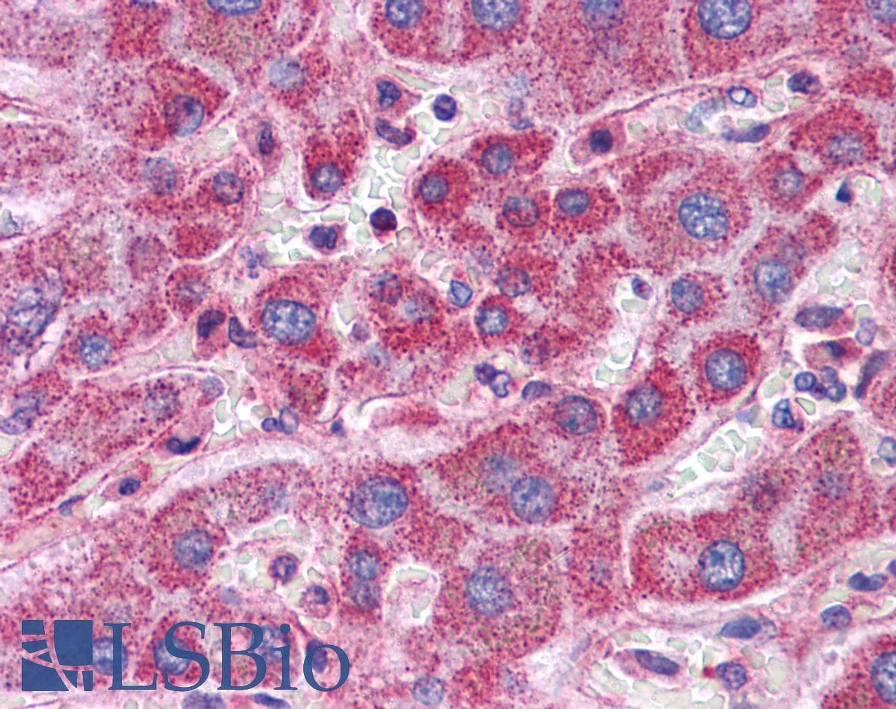 IHC-plus™ SCRN1 / Secernin 1 Antibody