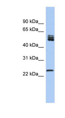 SFRS7 / 9G8 Antibody (N-Terminus)