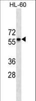 Monoclonal Mouse anti-Human CCR7 Antibody (aa11-37, WB)
