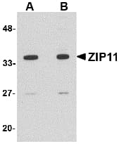 IHC-plus™ SLC39A11 / ZIP11 Antibody