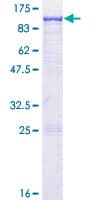 Human GBP4 / Mpa2 Protein (Recombinant GST)