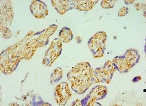 BST2 Antibody (aa49-161)