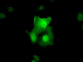 TTC32 Antibody (clone OTI3E11, Carrier-free)