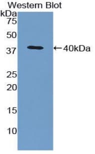 CCL5 / RANTES Antibody (aa24-91, Cy3)