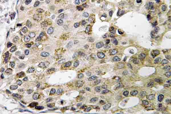 Polyclonal Rabbit anti-Human NXPH1 Antibody (Ile109, IHC, WB)