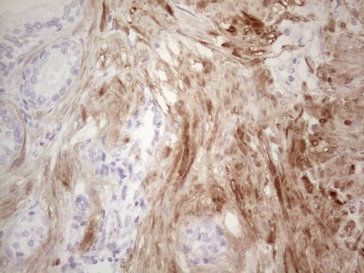 SPATA22 Antibody (clone OTI1E2)