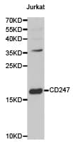 CD247 / CD3 Zeta Antibody
