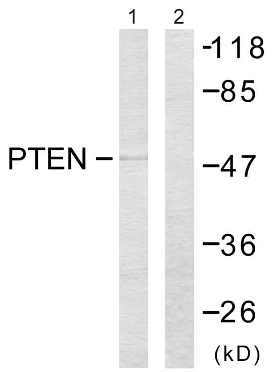 PTEN Antibody (p385)