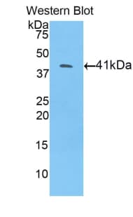 BMP10 Antibody (aa314-421)