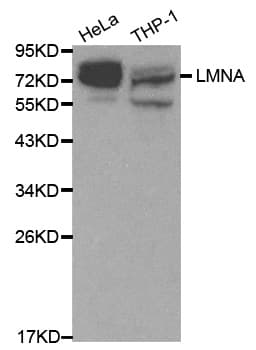 LMNA / Lamin A+C Antibody