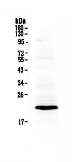 BID Antibody