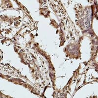 Histone H2B Antibody