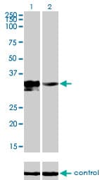 Monoclonal Mouse anti-Human DLX3 Antibody (clone 4F8, WB)