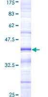 Human MD-1 / LY86 Protein (Recombinant GST, N-terminus)