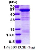 Human MAEA / EMP Protein (Recombinant His)